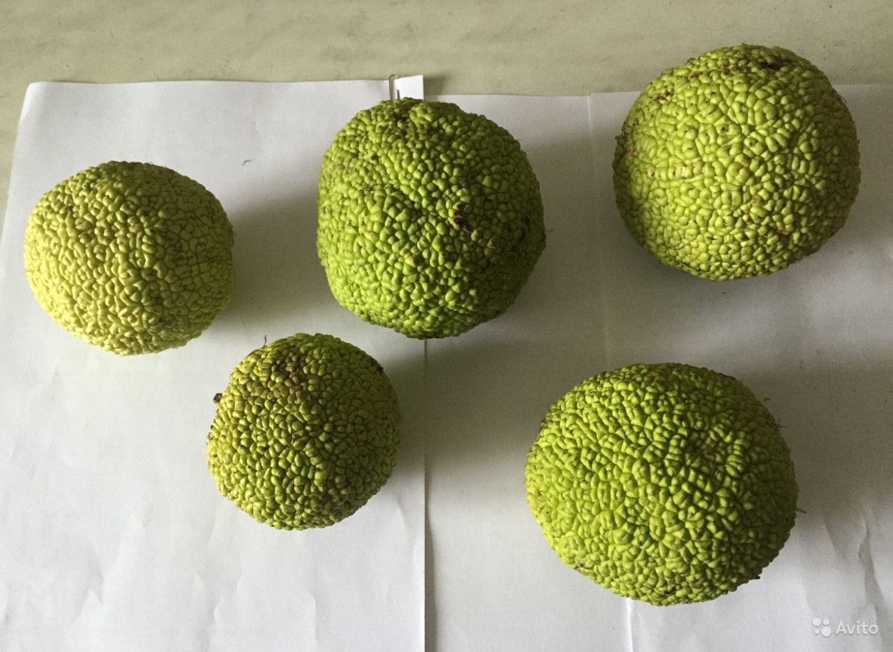 Маклюра сушеная