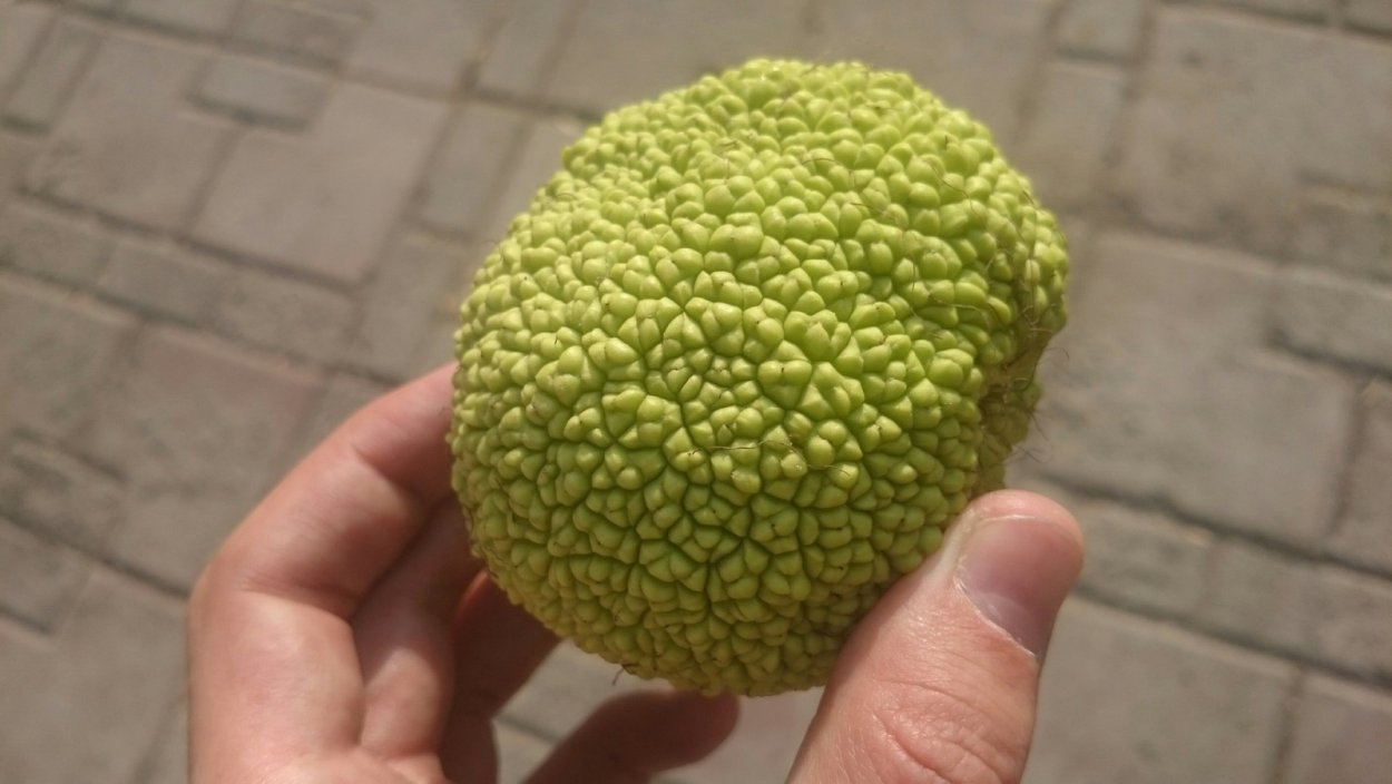 Мокруля адамово яблоко