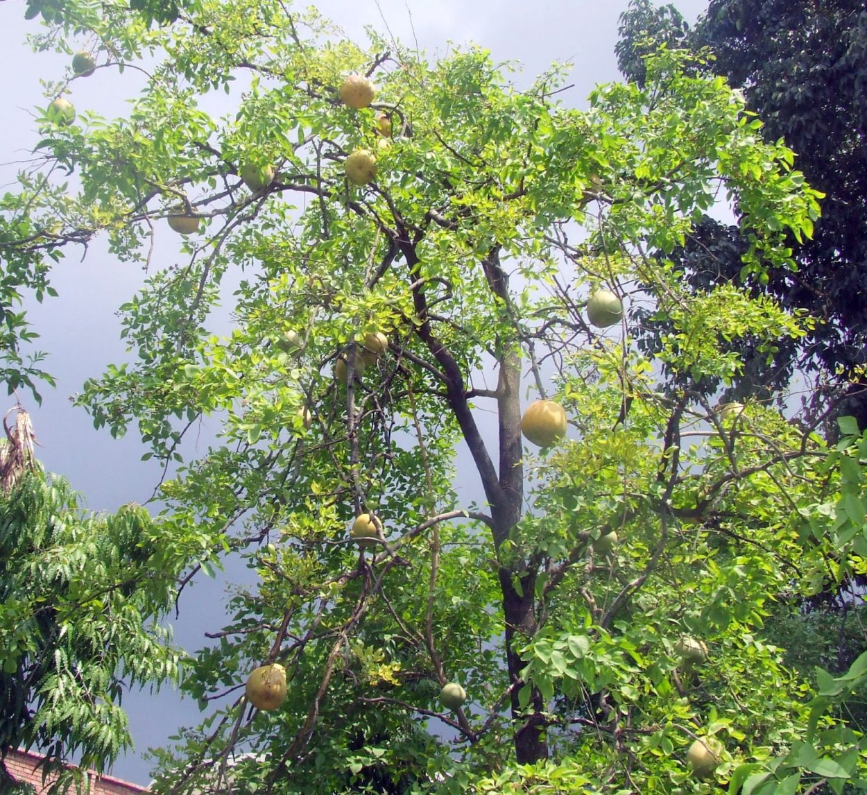 Баиль дерево