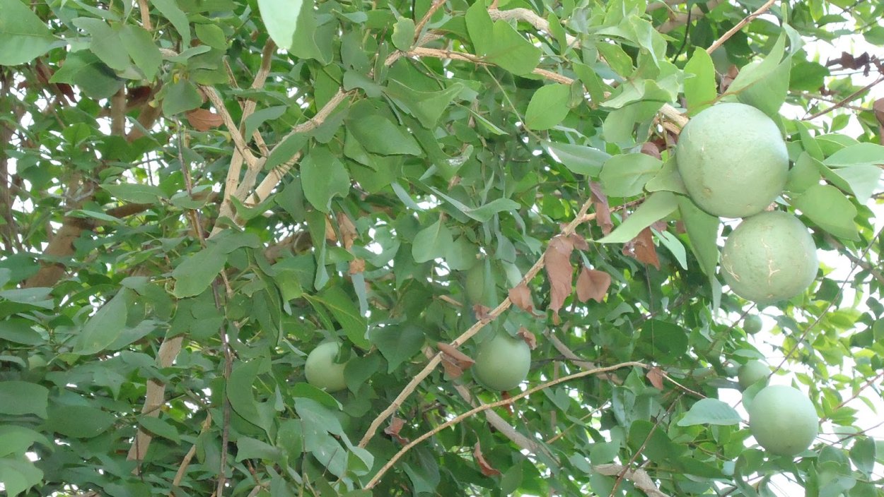 Баиль дерево