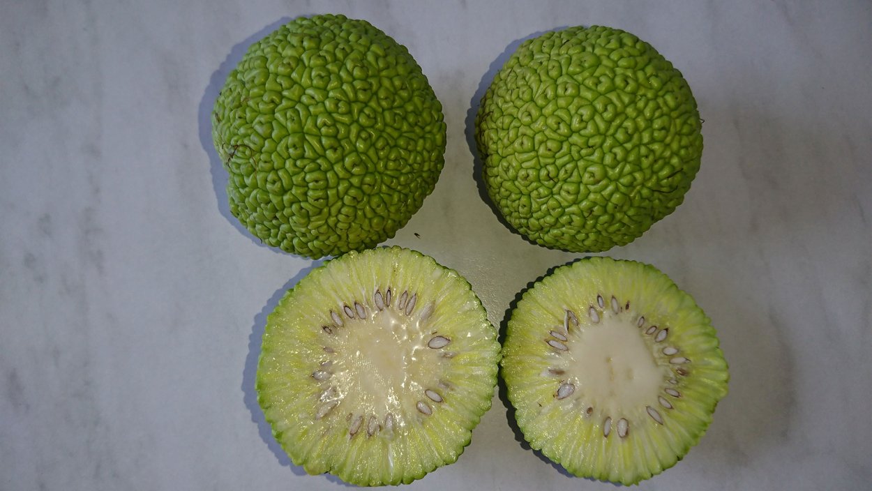 Маклюра оранжевая в разрезе