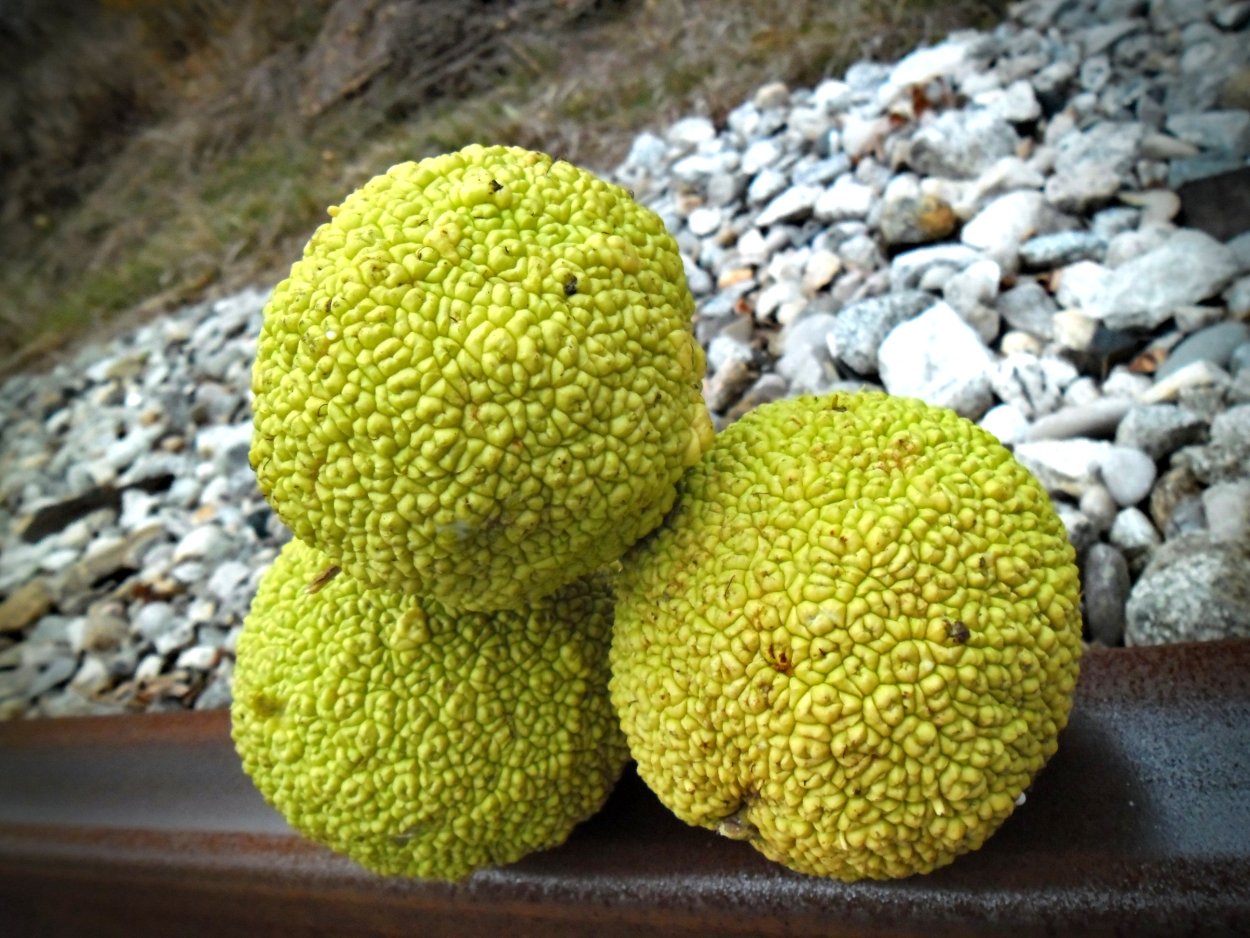 Маклюра адамово