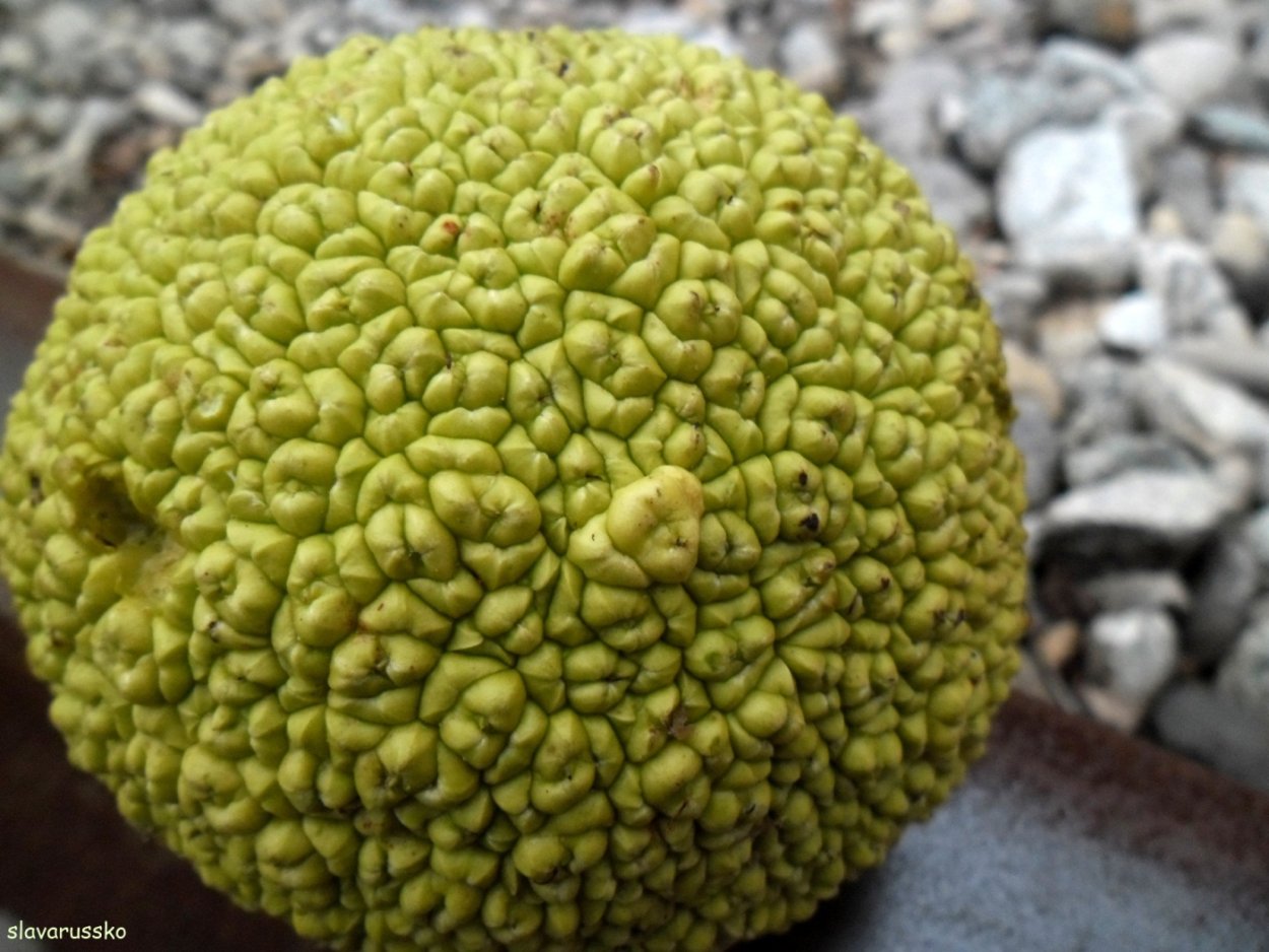 Адамово яблоко анатомия