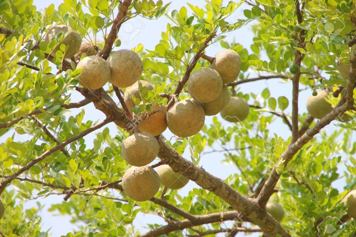 Бильва дерево