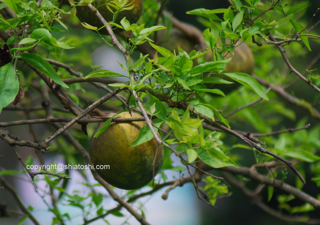 Масло Билва Таилам Бадьянатх / Bilva Tail Oil Baidyanath , 25 мл