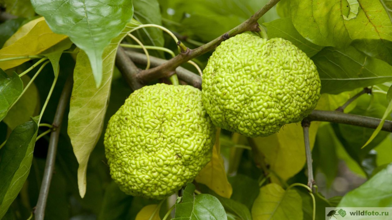 Кубань маклюра