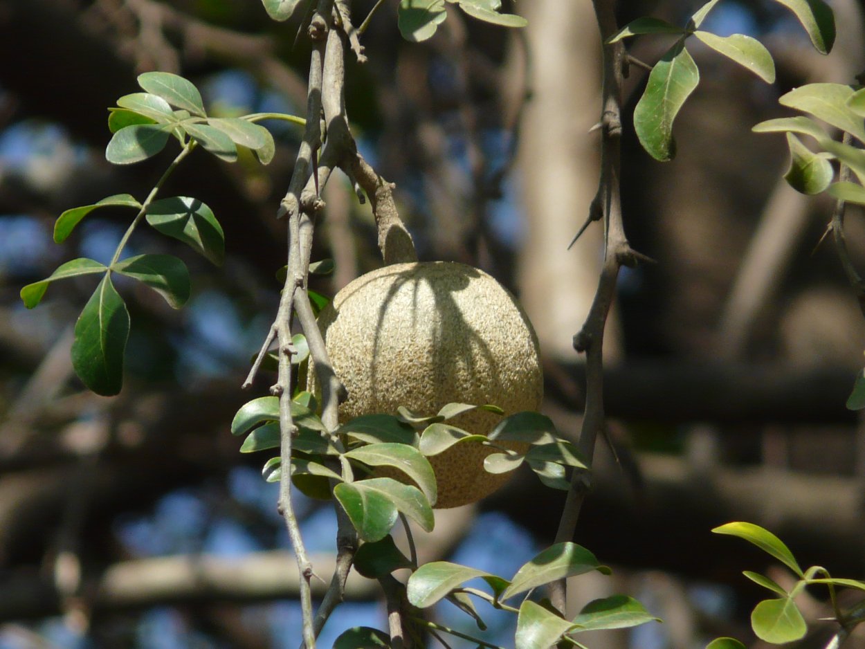 Чай Матум из Тайланда