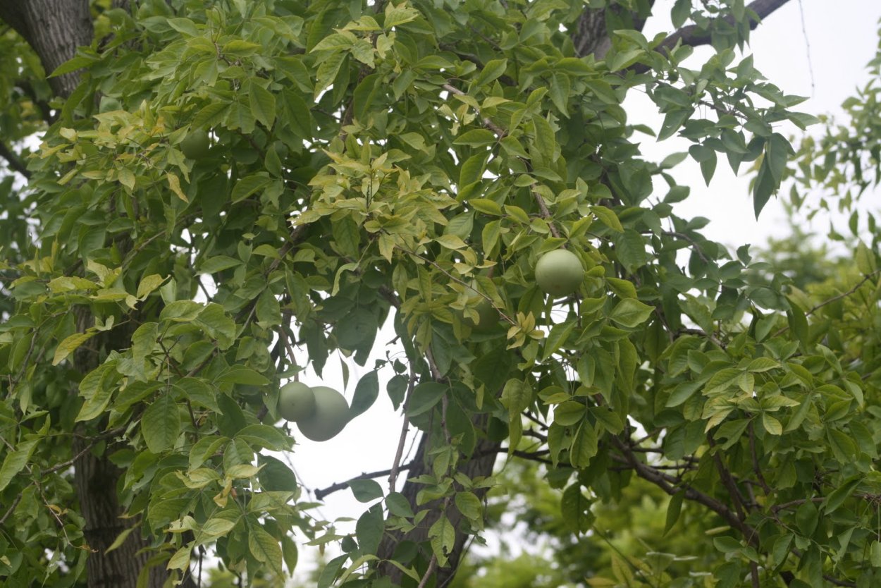 Каменное яблоко Баиль