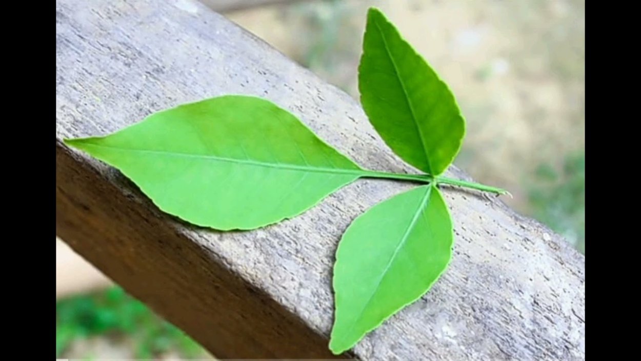 Бильва корень