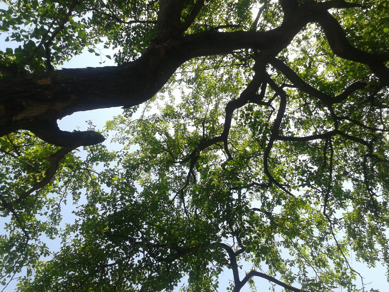 Баиль древесное яблоко