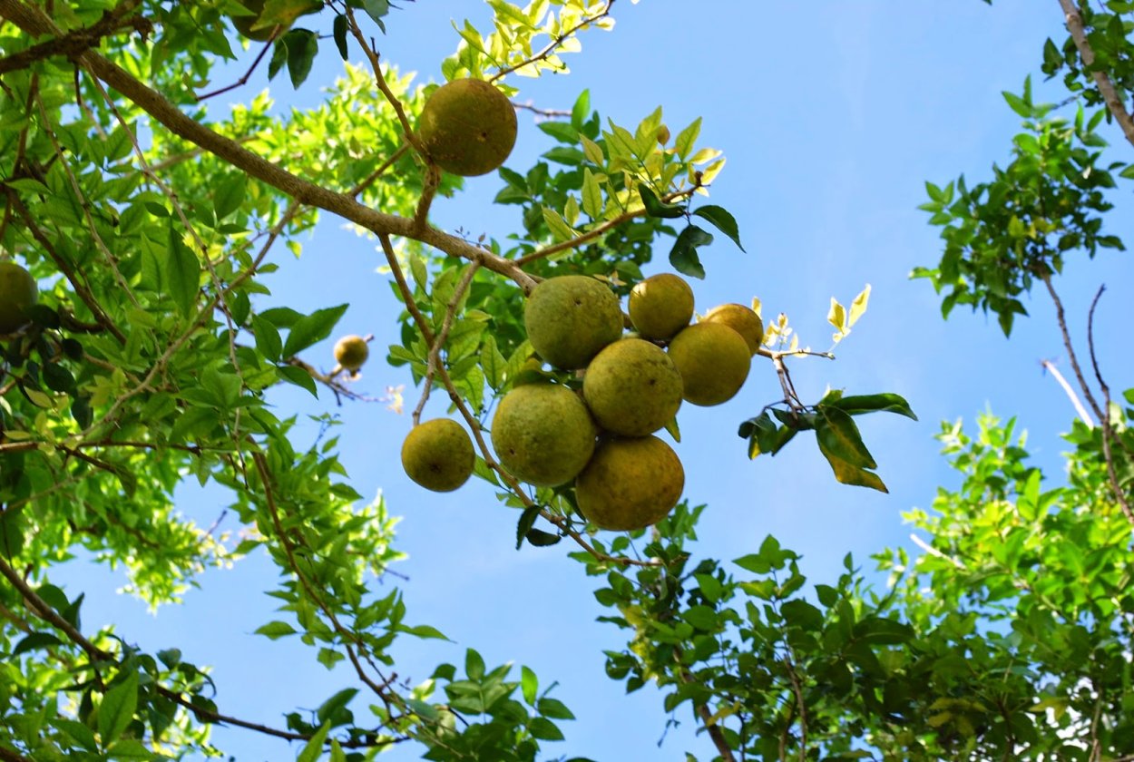 Бильва дерево
