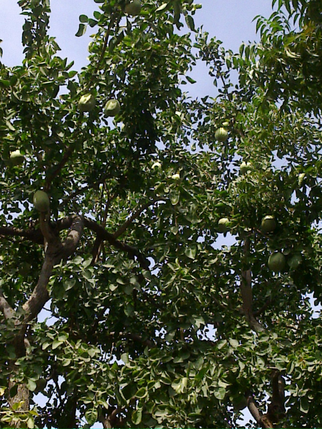 Бильва дерево Шивы