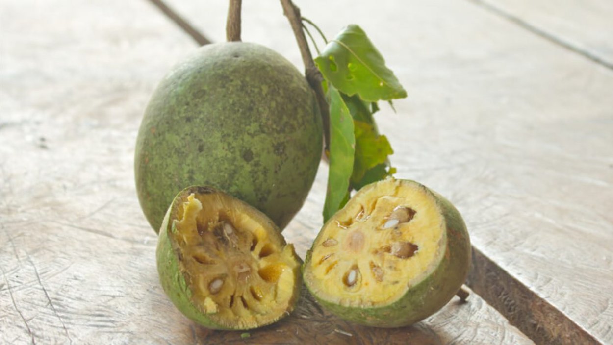 NUX Vomica растение