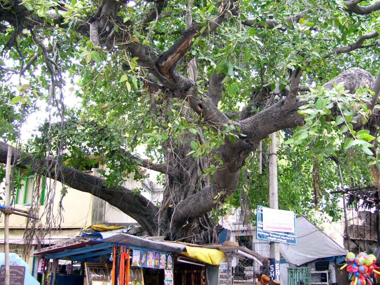 Растение Баиль