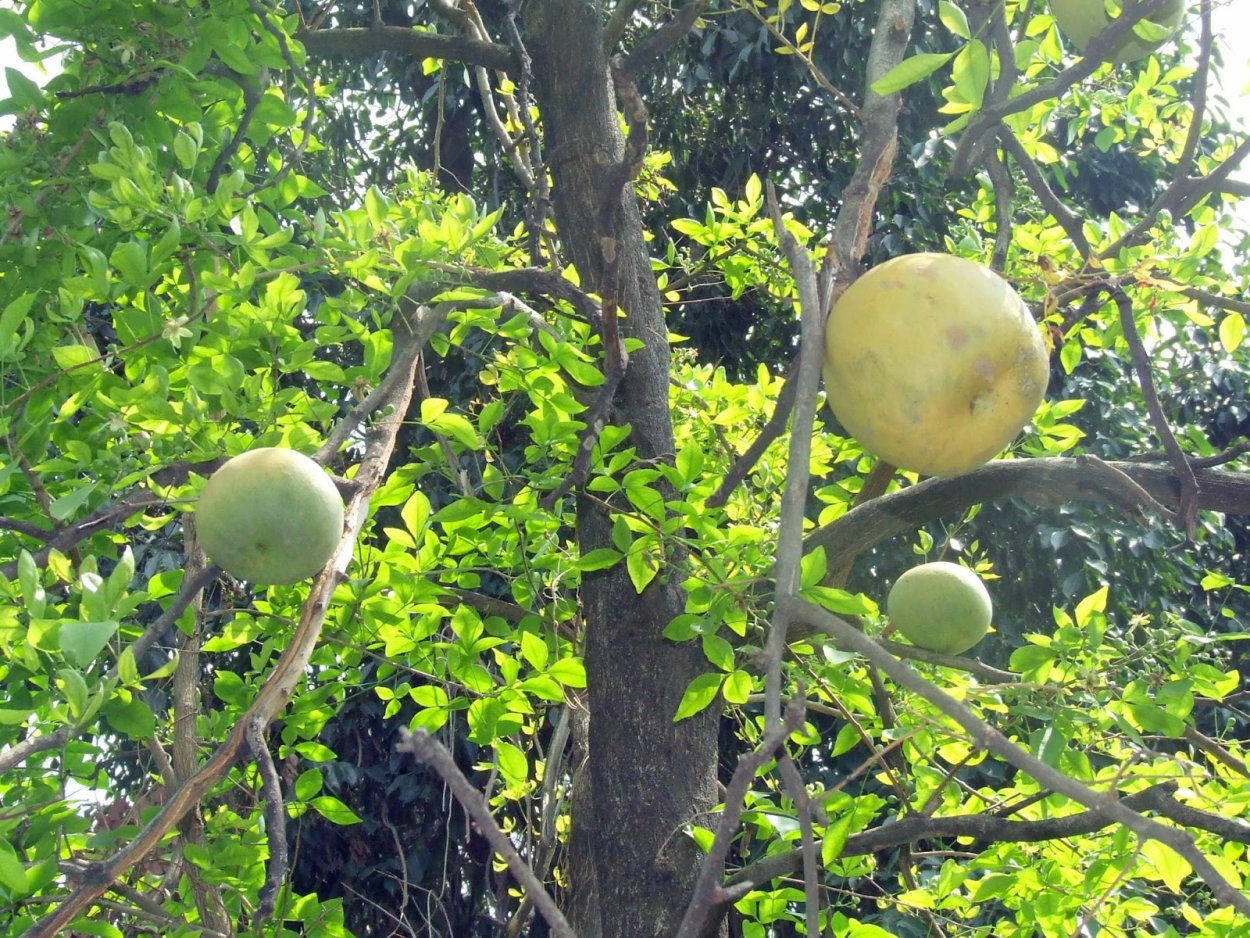 Aegle Marmelos