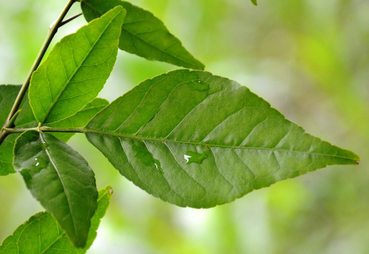 Листья бильвы