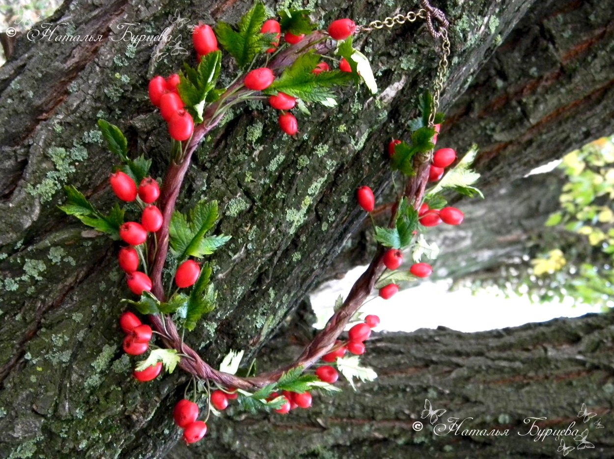 Боярышник дерево фей
