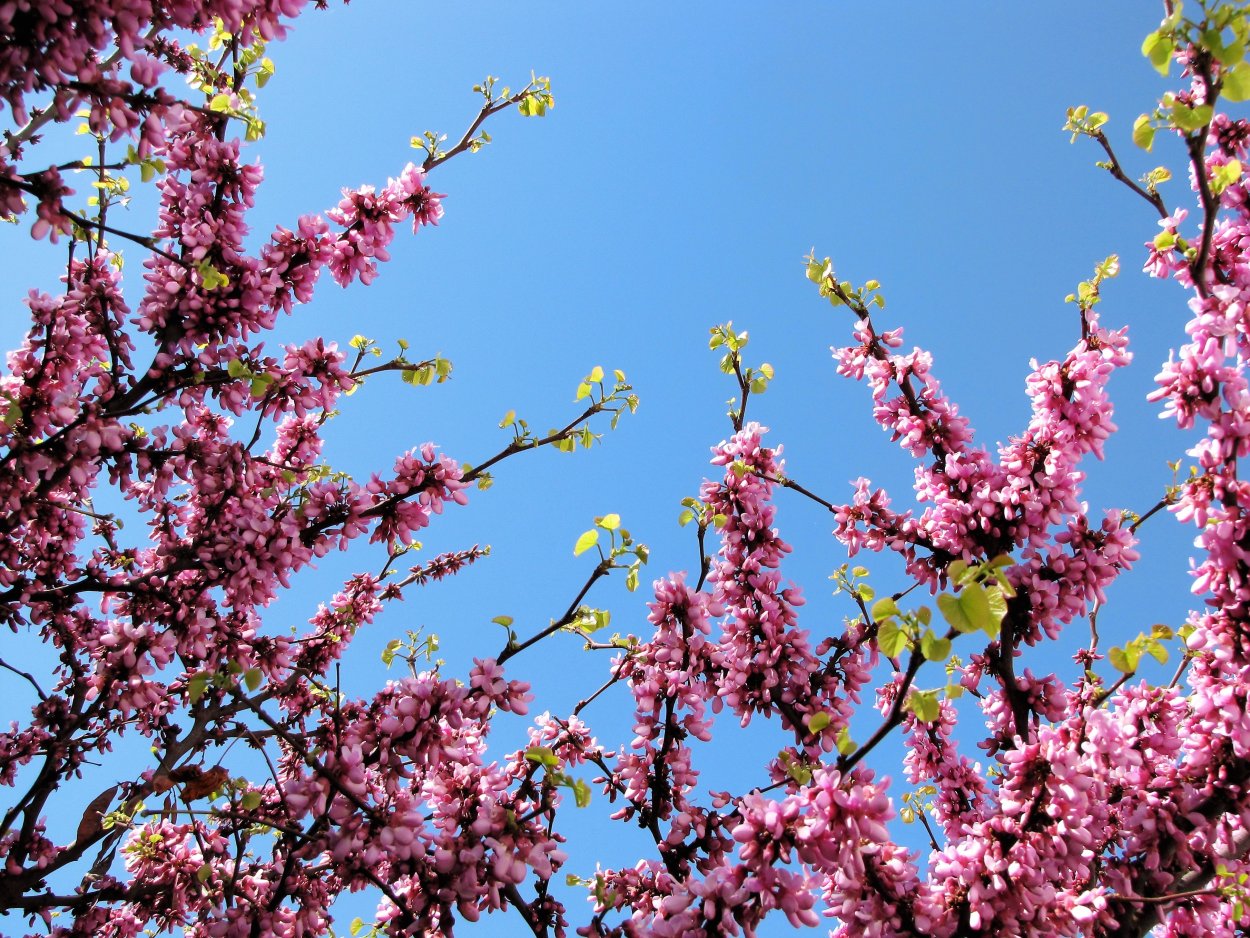 Дерево цветет розовыми цветами весной