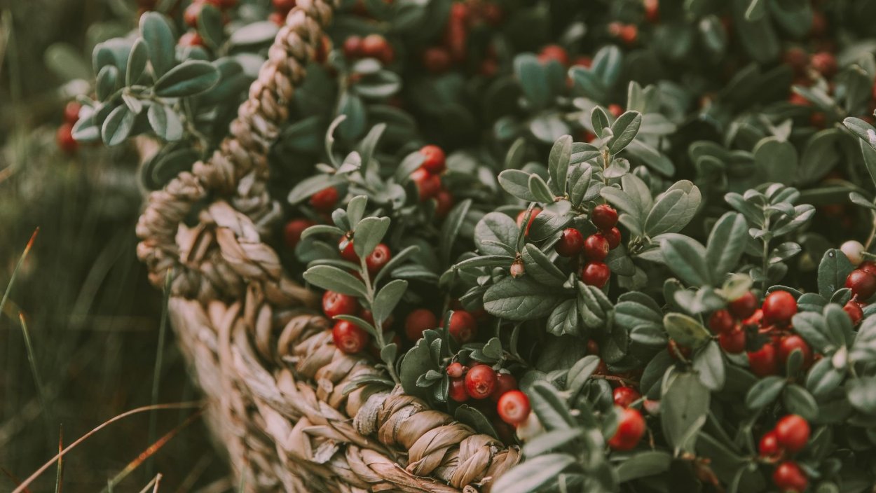 Брусника листопадное растение