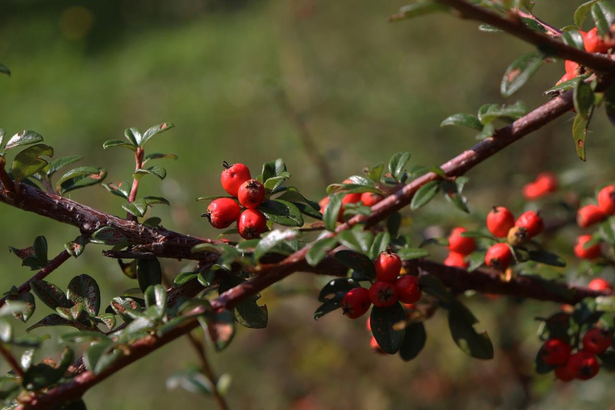 Терновник красный