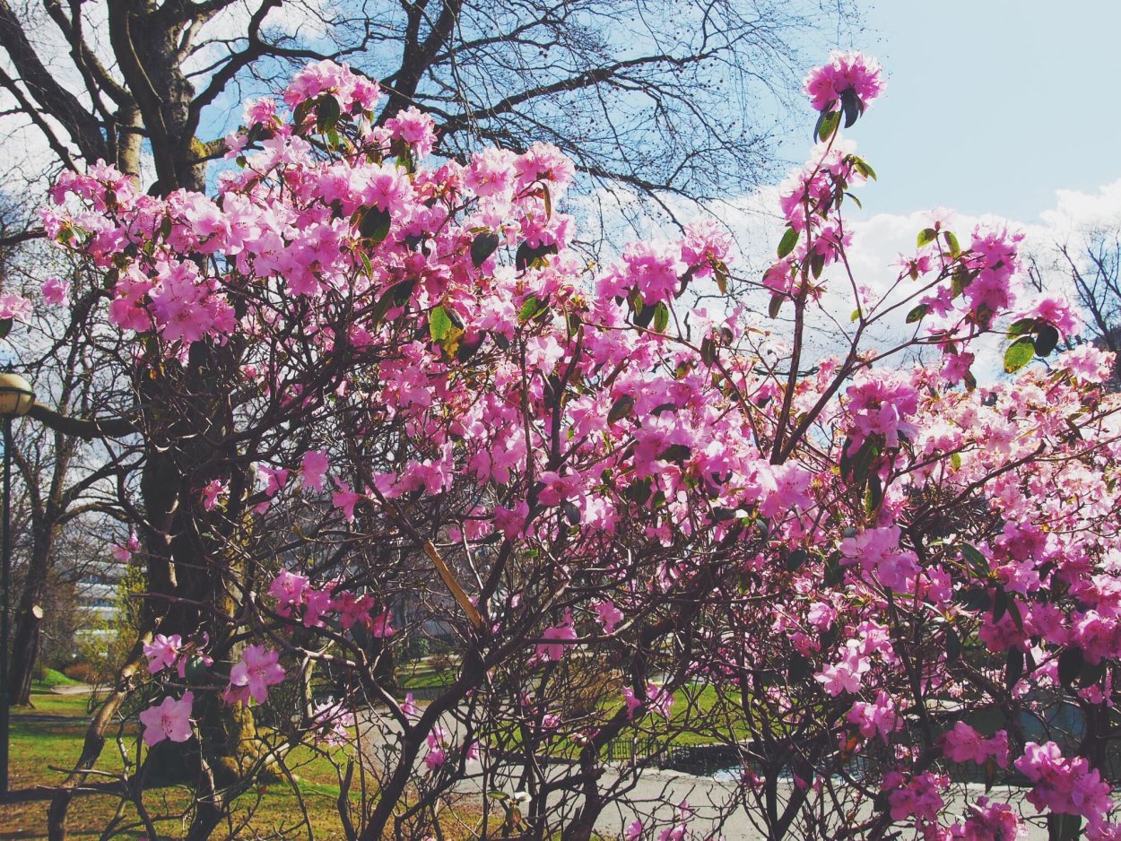 Красивоцветущие кустарники весной