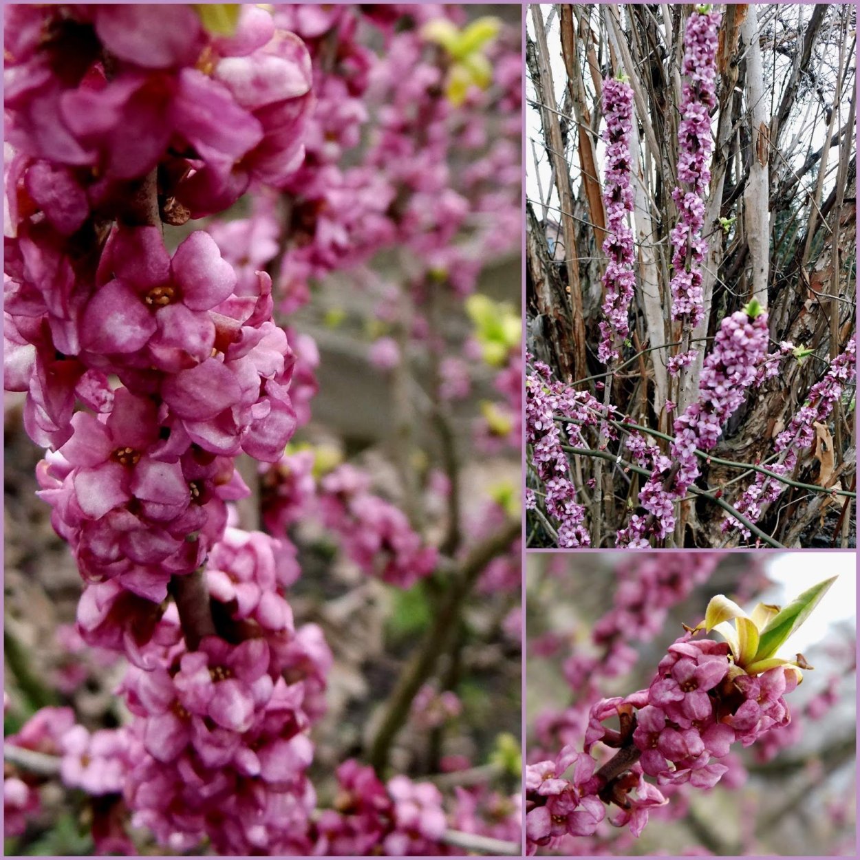 Декоративный кустарник Волчеягодник