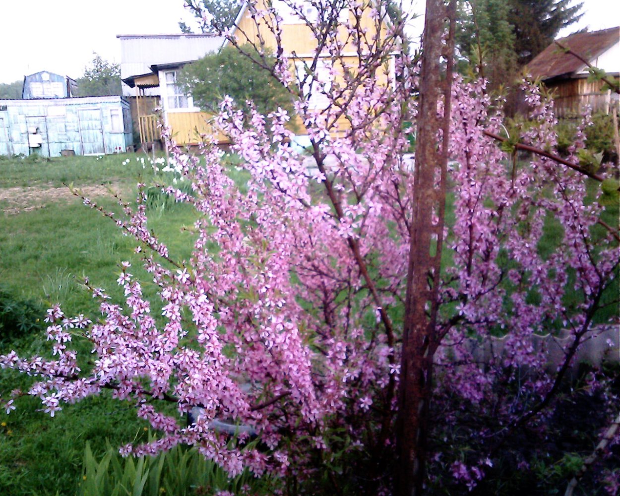 Миндаль Степной и форзиция