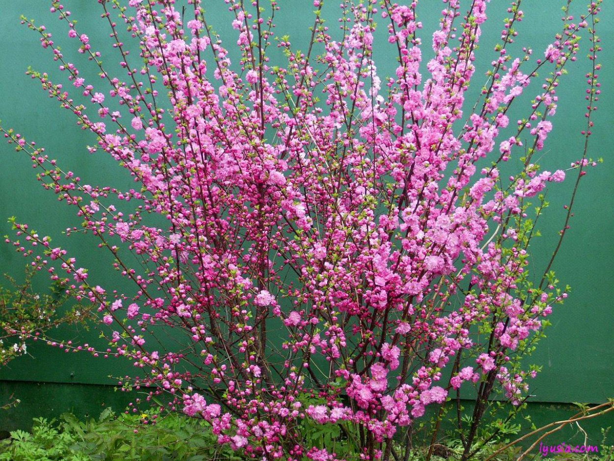 Кустарник цветущий розовыми цветами ранней весной