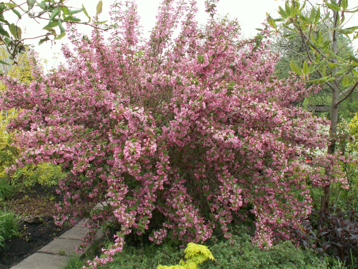 Вейгела ранняя