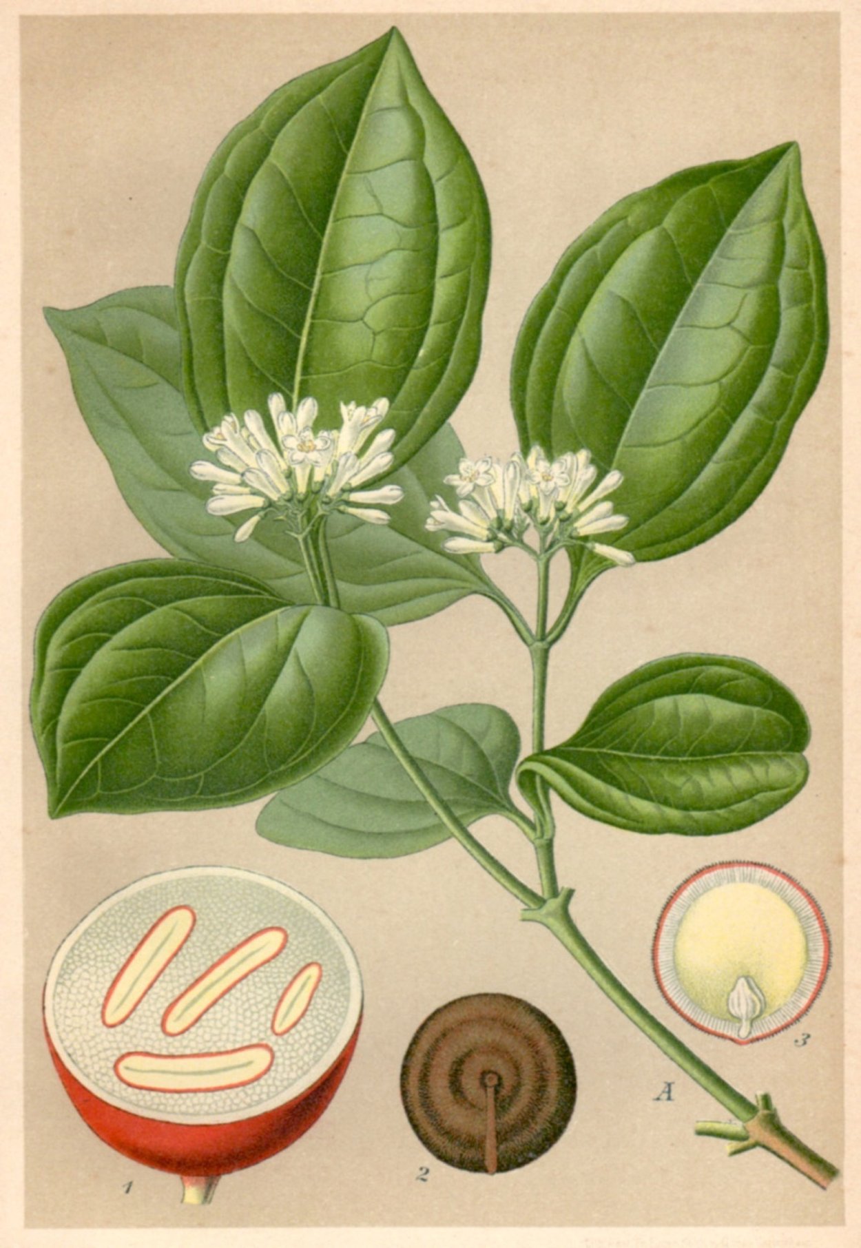 Strychnos NUX-Vomica