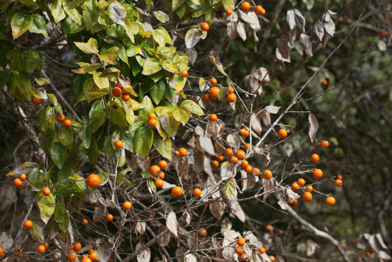 Чилибуха обыкновенная