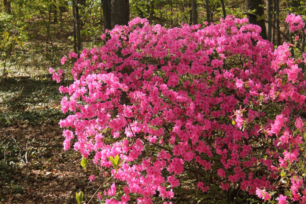 Рододендрон падуболистный розовый