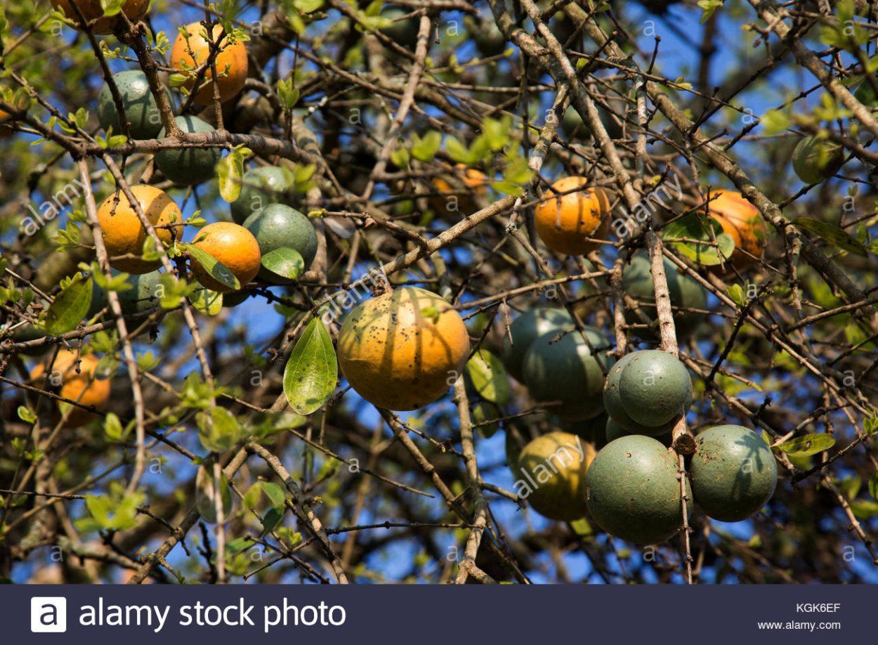 Стрихнос рисунок