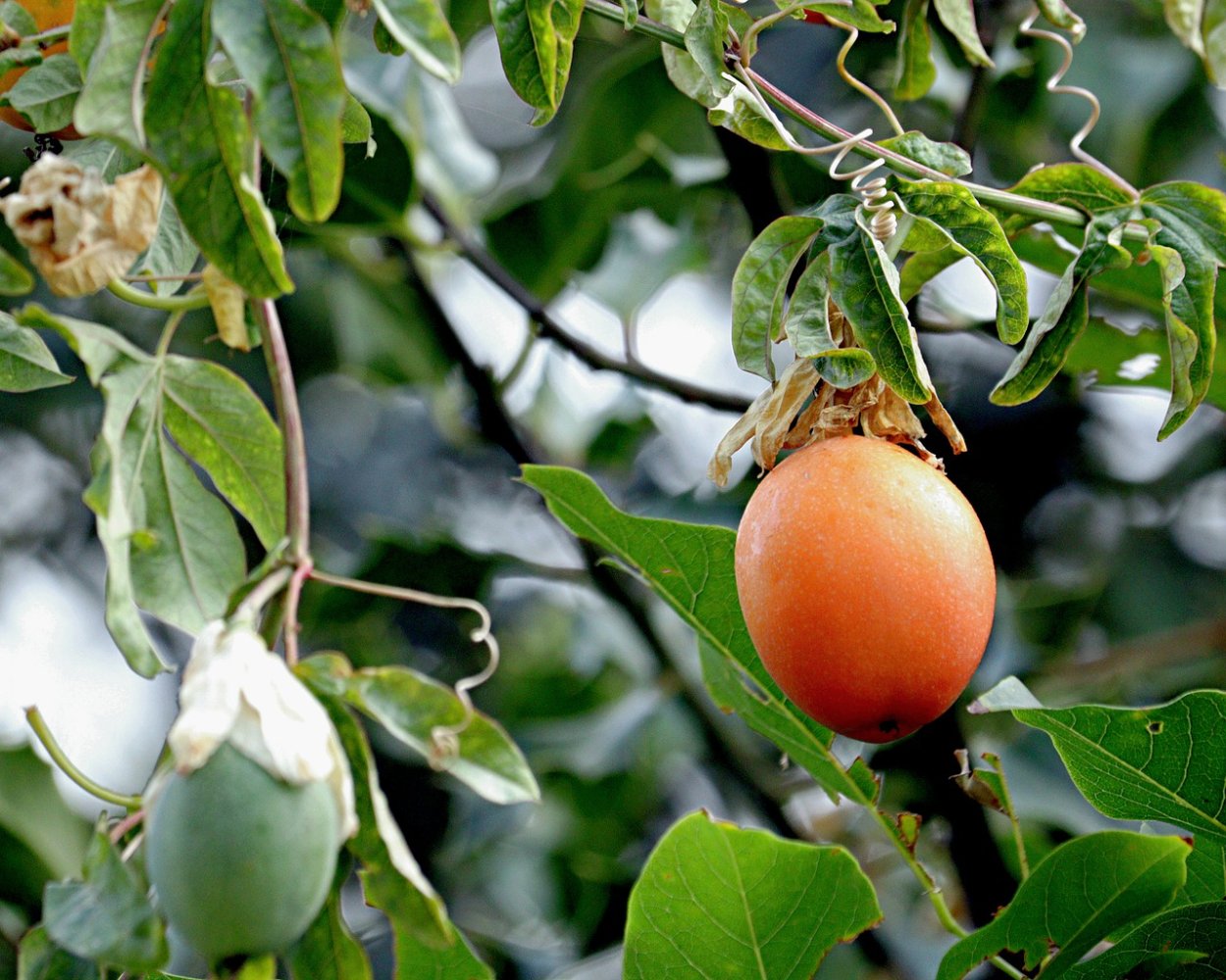 Цитрус лайм Рангпур комнатный