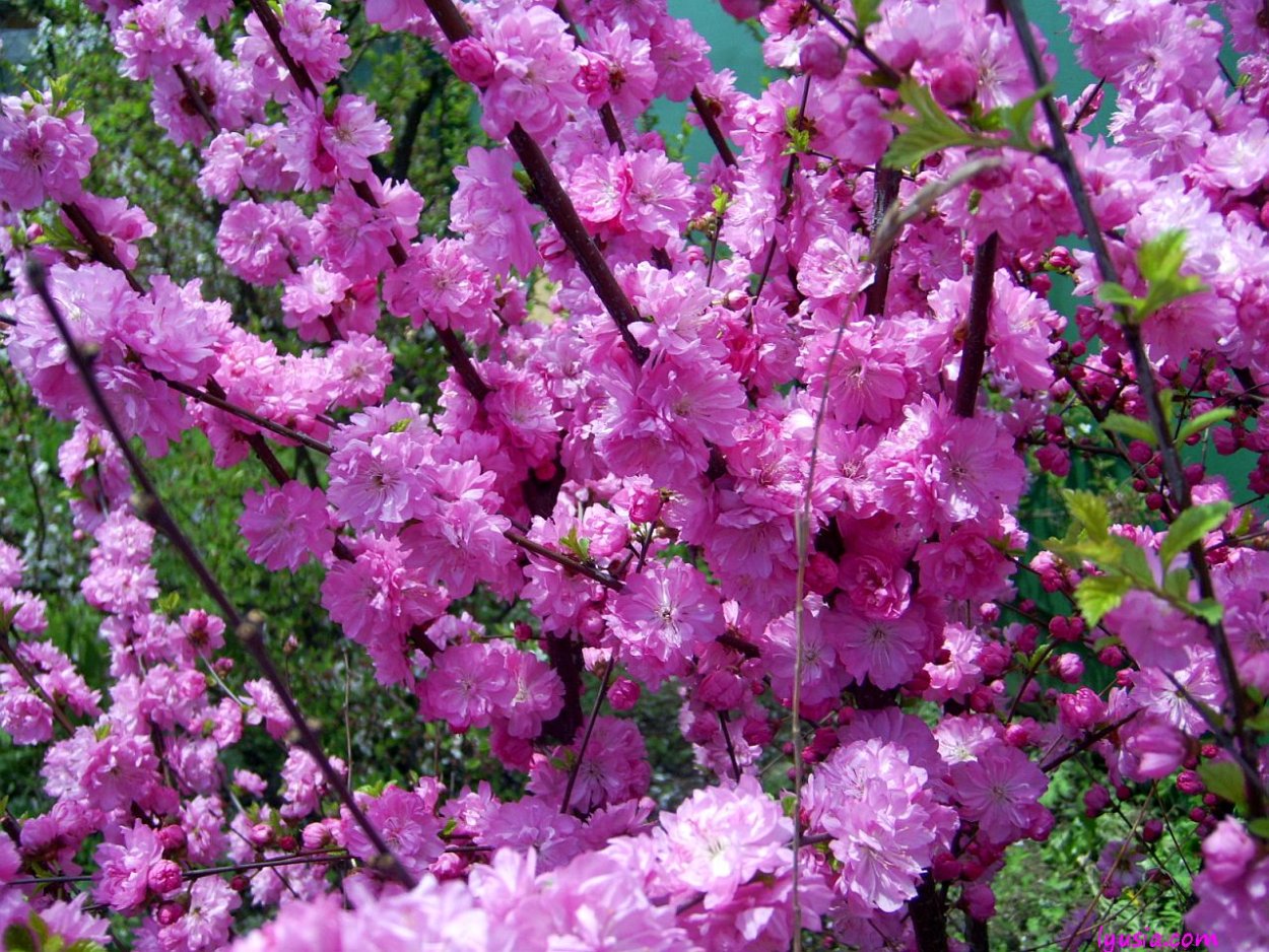 Миндаль трехлопастный луизеания