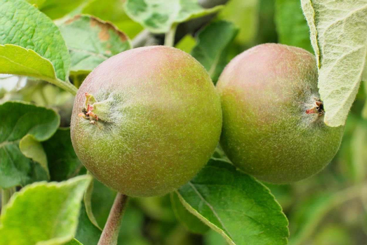 Фрукт в Абхазии мушмула