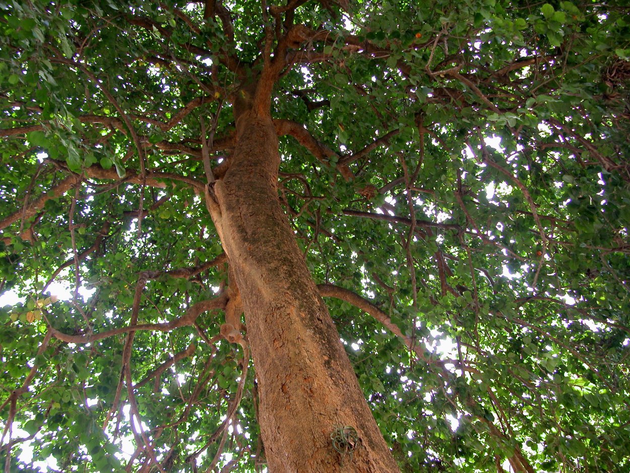 Чилибуха дерево