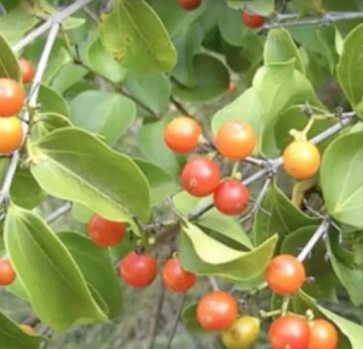 Стрихнос ядоносный