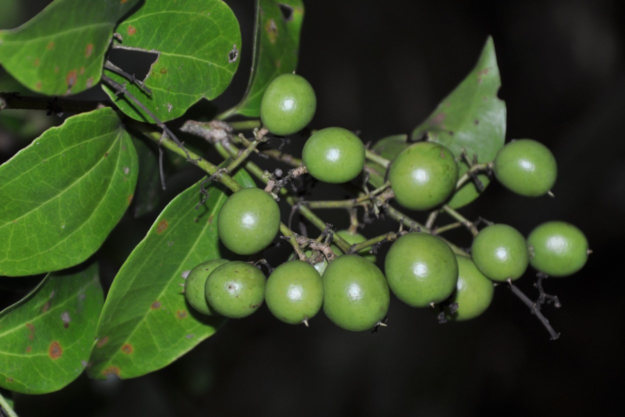 Лиана Стрихнос ядоносный