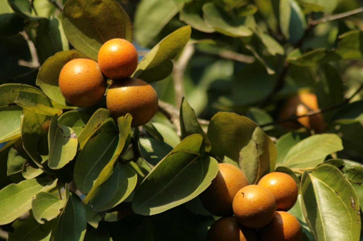 Стрихнос ядовитый (кураре).