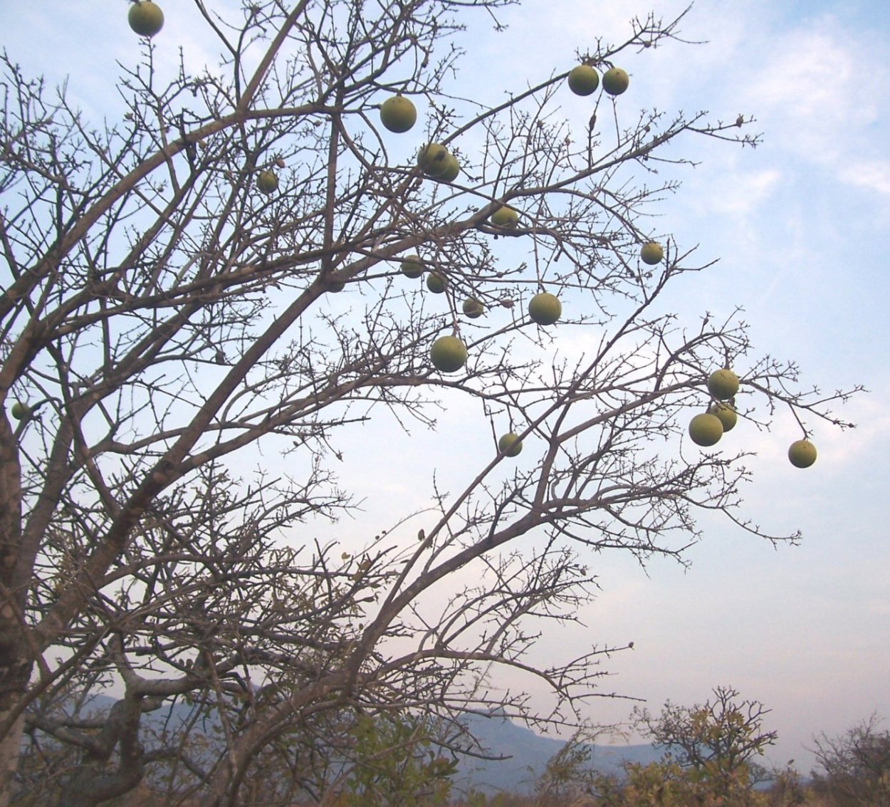 Алкалоиды чилибухи