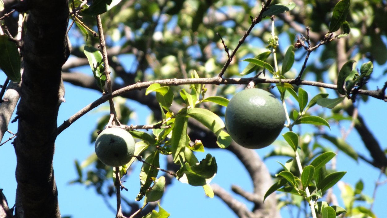 Стрихнин чилибуха