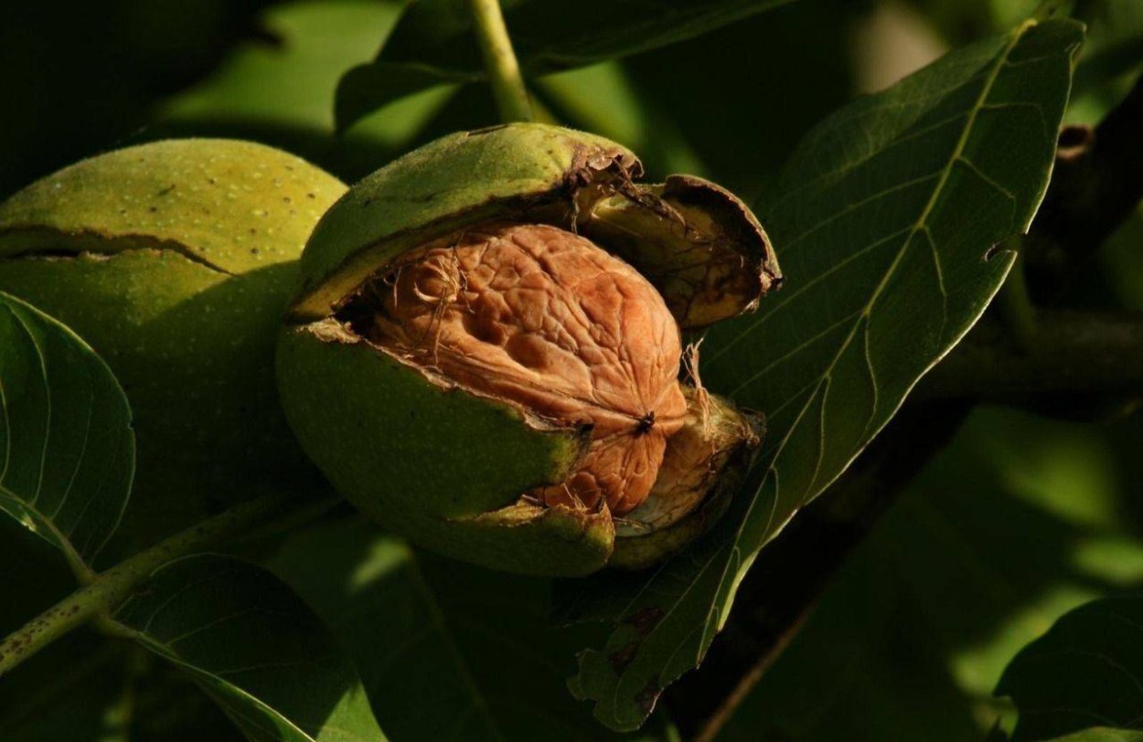 Стрихнос ядоносный