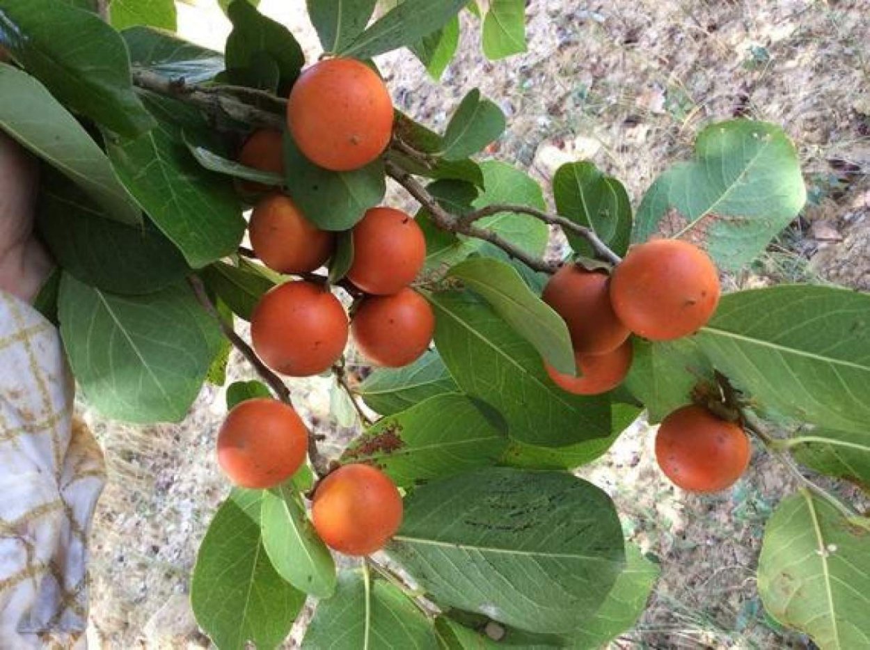 Стрихниновое дерево