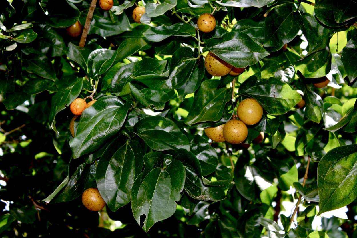 Чилибуха обыкнове́нная