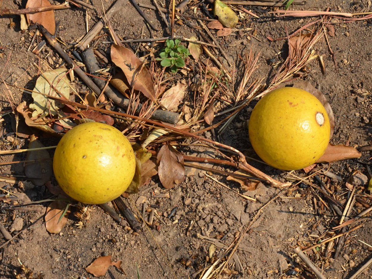 Чилибуха дерево