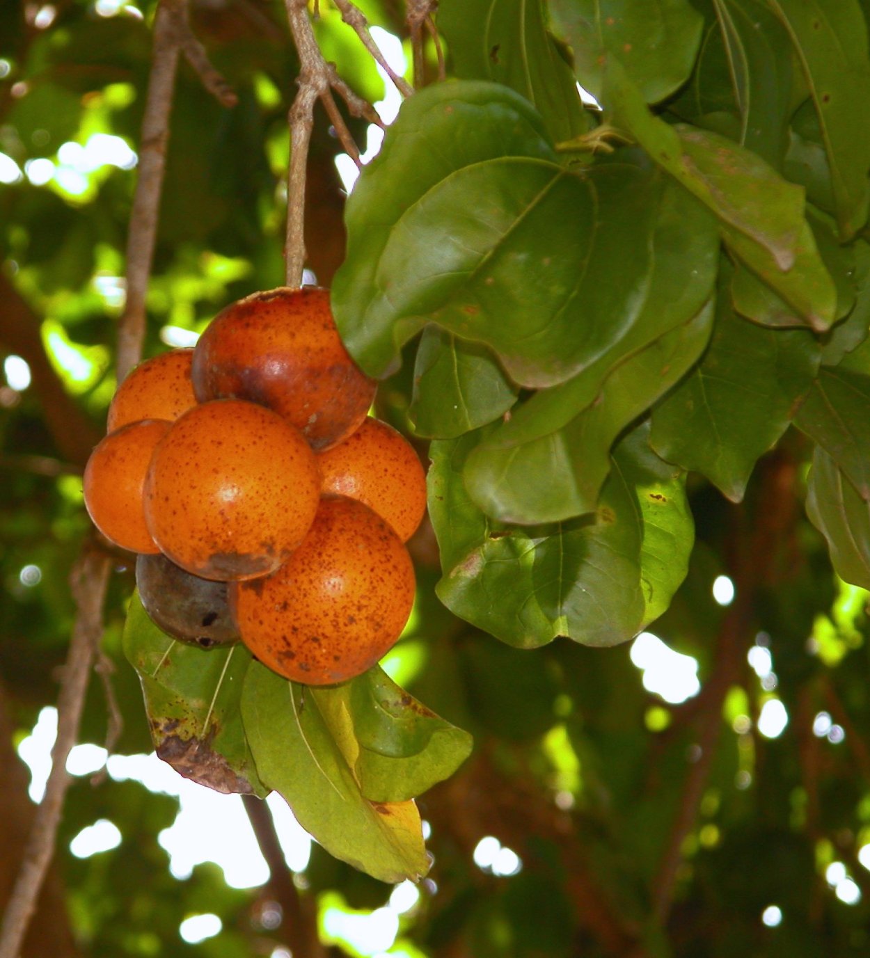 Лиана Стрихнос