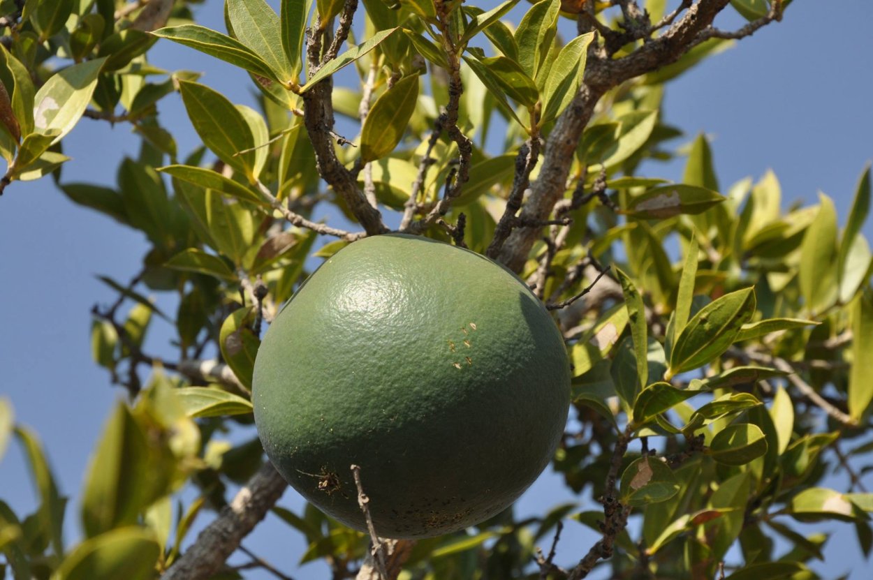 Стрихнос фото