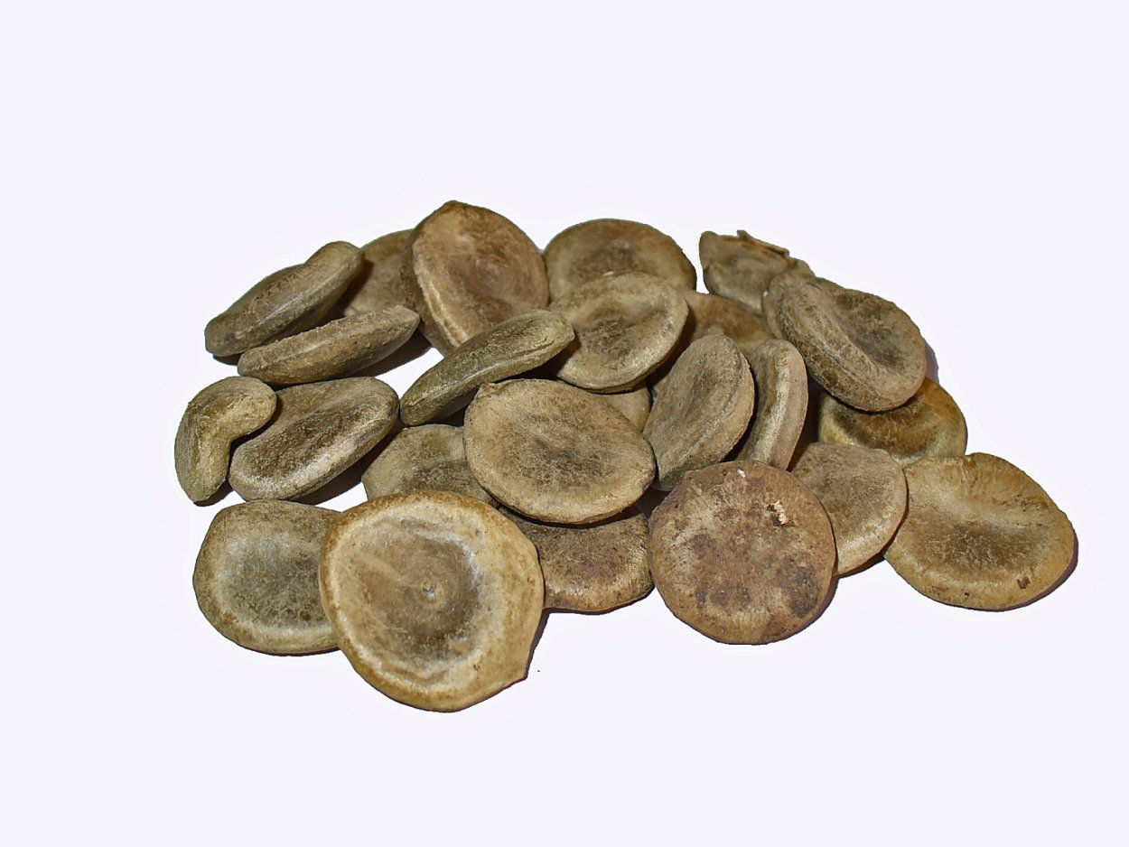 Чилибуха сушеная