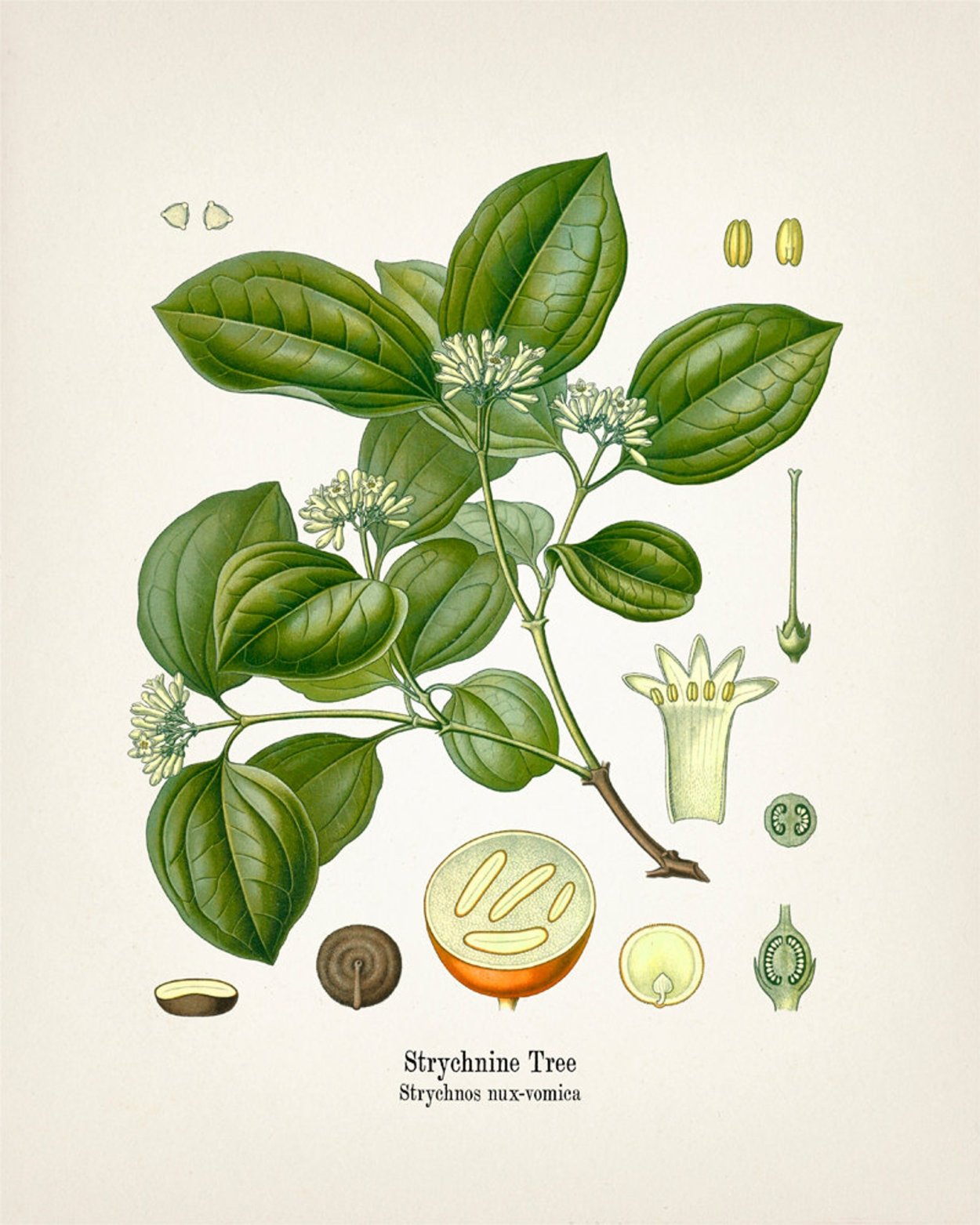 Манцинелла ядовитое дерево